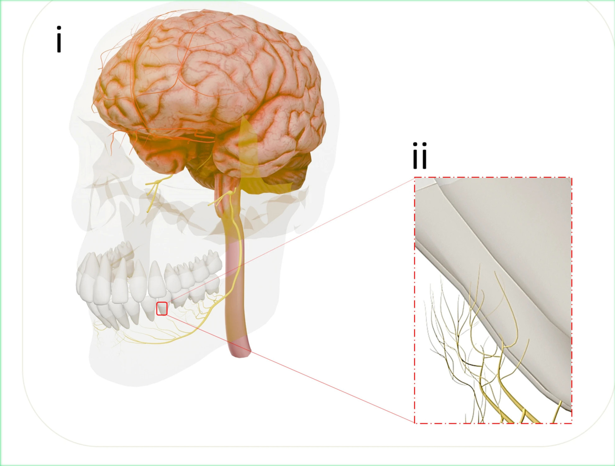 Zahn-Implantat mit sensorischem Feedback