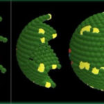 Computer-generated image showing how cells in the human colon renew and organize over time, based on mathematical modeling.
