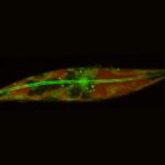 Image of an Arctic diatom, showing the actin filaments that run down its middle and enable its skating motion.