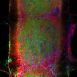 Neural organoid in a 3D printed scaffold