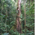 Scientists in Colombia measuring a giant Ceiba tree