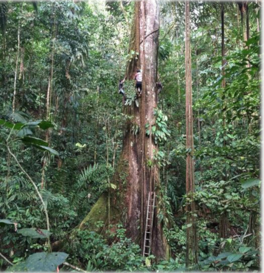 Gute Nachrichten aus dem Regenwald: Amazoniens Bäume werden immer größer