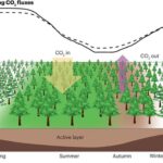 Saisonale Schwankungen der CO2-Flüsse in den nördlichen hohen Breiten