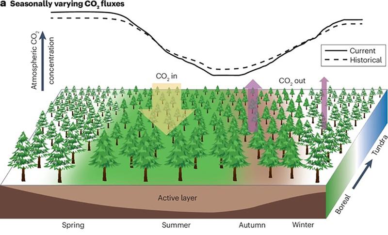 Erde gerät außer Atem: CO₂-Schwankungen zwischen Sommer und Winter verdoppeln sich