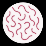 Bakterienstränge von Rhodospirillum rubrum unter dem Mikroskop, mit Schwarzblende.