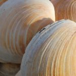 Quahog-Muscheln aus dem Nordatlantik mit gut sichtbaren Jahresrillen.