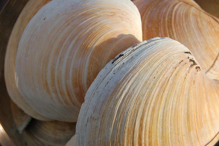 Muscheln als Klima-Archiv: Schalen aus dem Atlantik warnen vor möglichem Kipppunkt