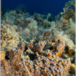 The Mediterranean coral Oculina patagonica in the wild