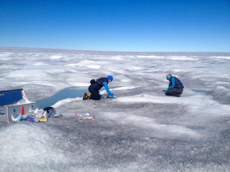 Staub, Eis und ein bisschen Phosphor: Warum Algen Grönlands Gletscher dunkler machen
