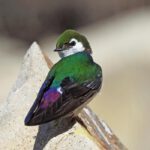 New research led by the University of Michigan shows that noise pollution is influencing birds' behavior, physiology and fitness.