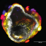 The team made an important step towards creating self-organizing biological robots with a functional nervous system. As can be seen in this image, neurobots are made of an outer surface consisting of multicilliated cells, mucus-secreting goblet cells, ionocytes, and small secretory cells, and a nervous system that reaches out to surface cells underneath.