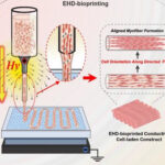 This illustration depicts the novel electrohydrodynamic (EHD) bioprinting process. The electrical force aligns fibrin nanofibers within the bioprinted hydrogel filament, which in turn guides the encapsulated cells into a highly ordered structure, enabling the fabrication of aligned living muscle tissue.