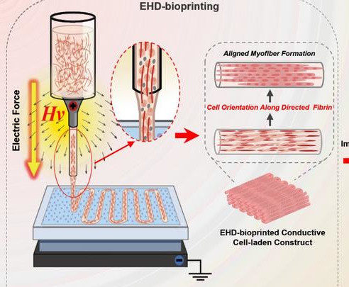 3D-gedruckte Muskeln ordnen sich selbst zu wirksamen Strukturen